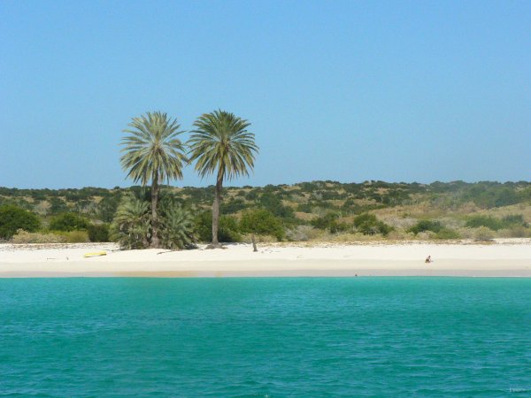 34- Les cocotiers a Yaque 